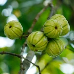 FOREVER GARCINIA PLUS™